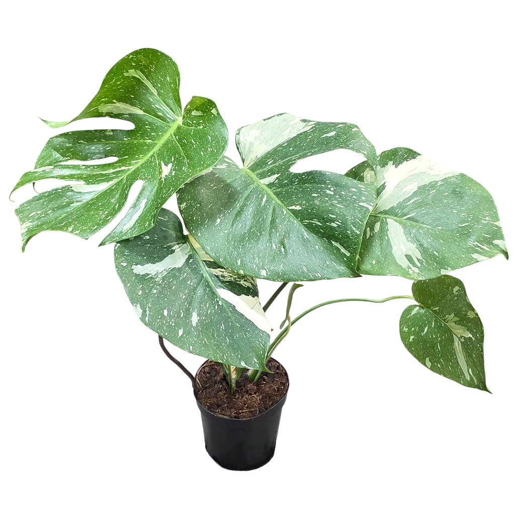 Монстера вариегата