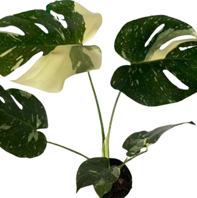 Монстера вариегата