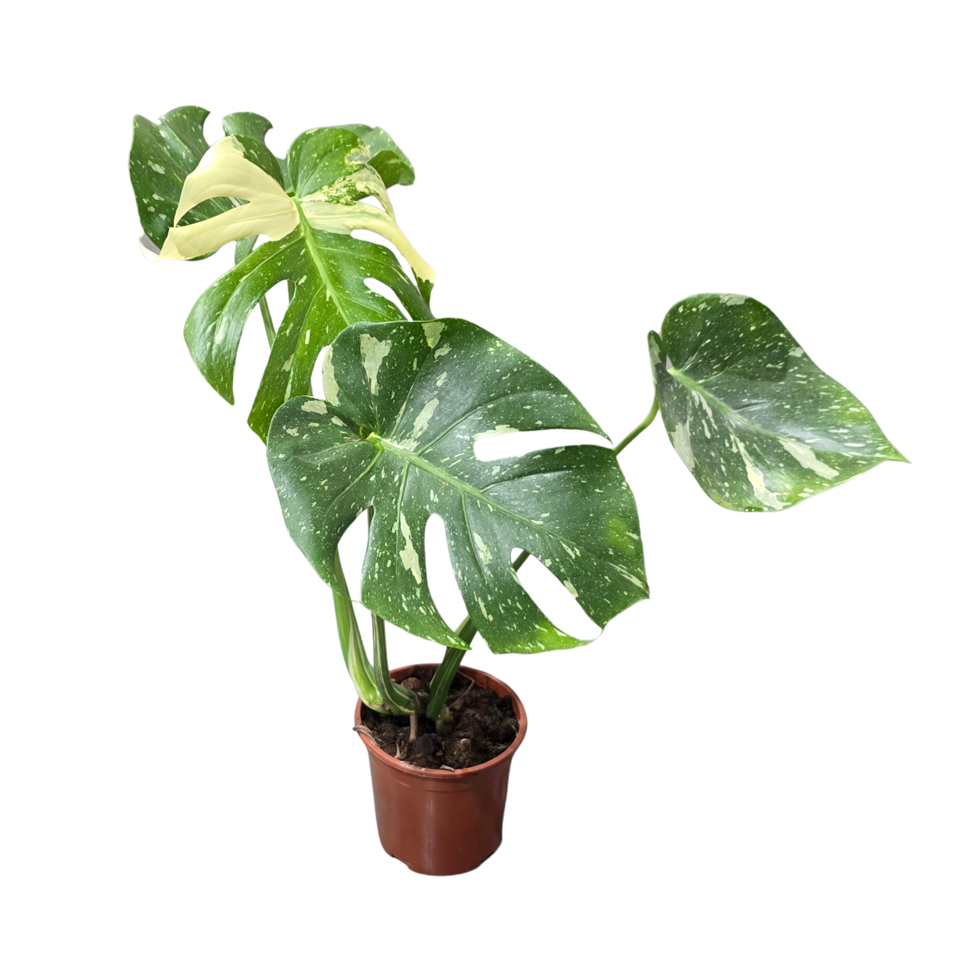 Монстера вариегата