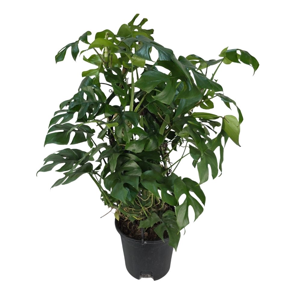 Монстера Манки Мэск