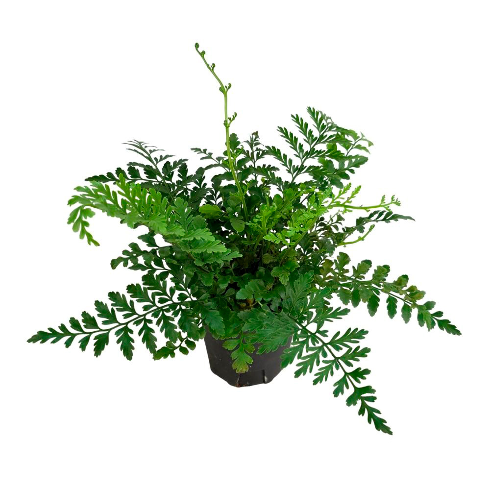 Нефролепис Блехнум