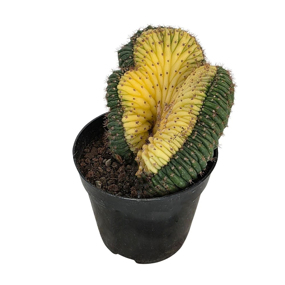 Кактус Микс кристата