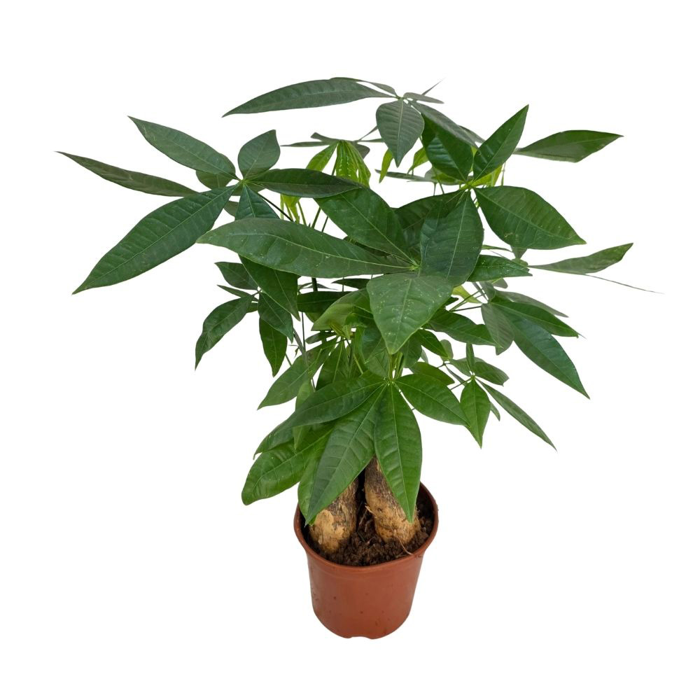 Пахира Акватика