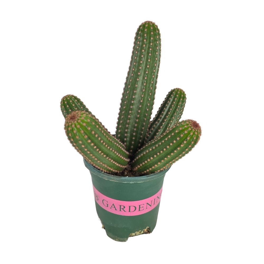 Кактус Микс Премиум