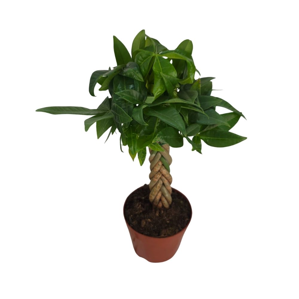 Пахира Акватика коса