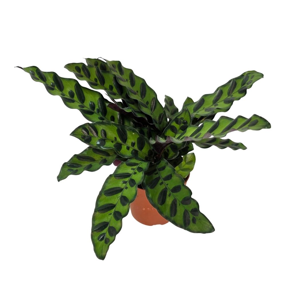 Калатея Инсигнис