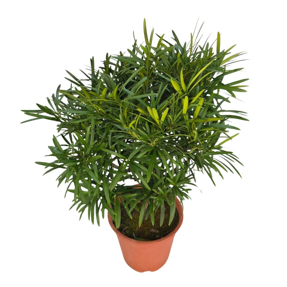 Подокарпус штамбовый