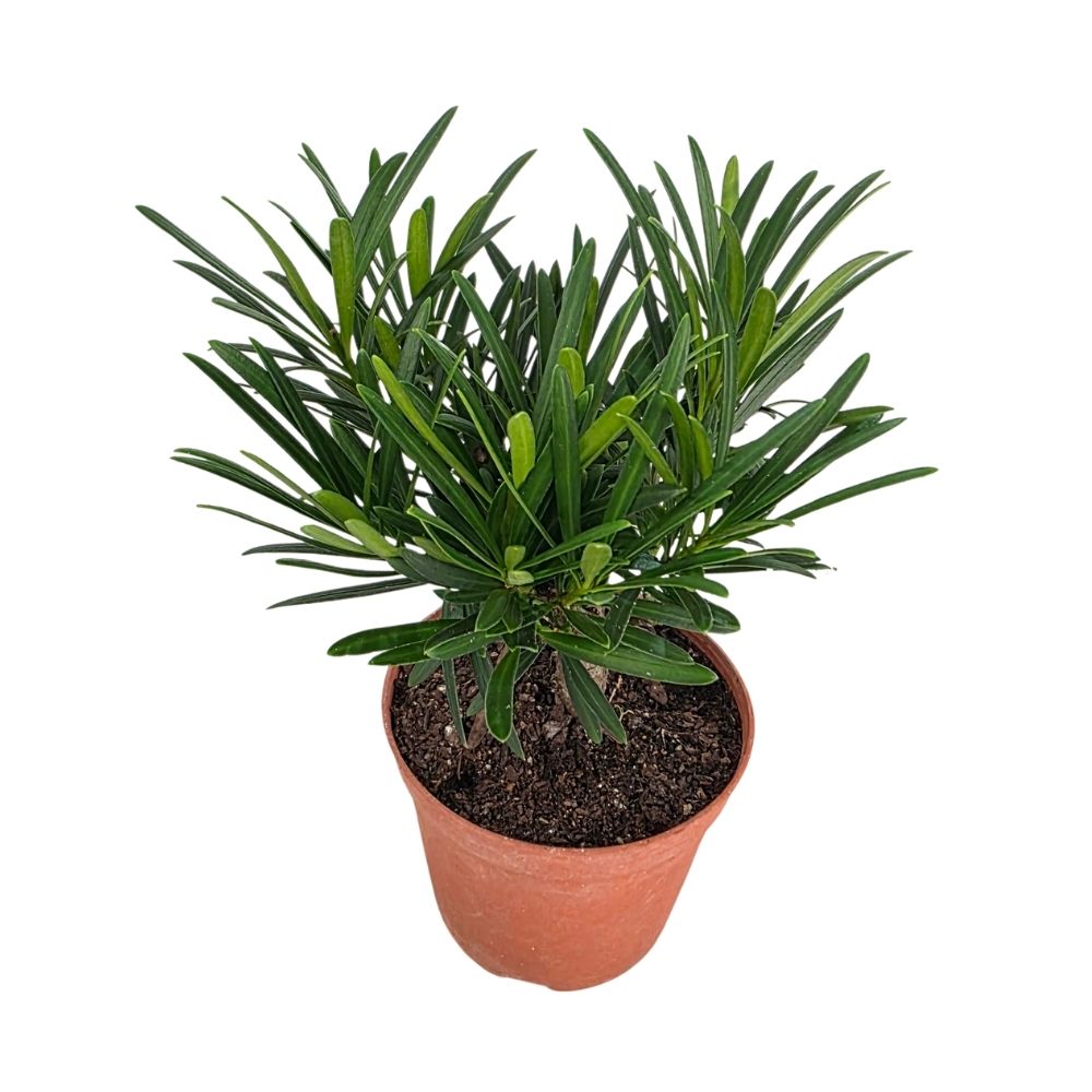 Подокарпус штамбовый