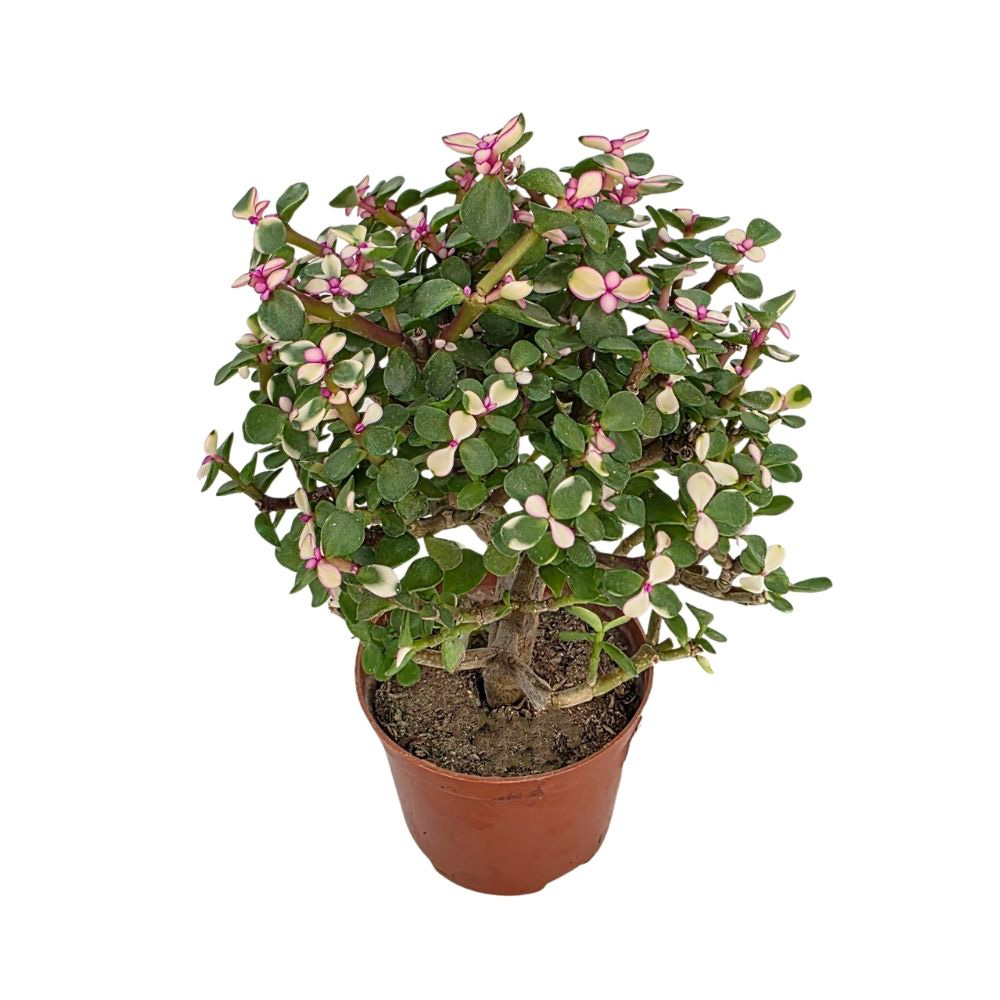 Портулакария Афра штамб