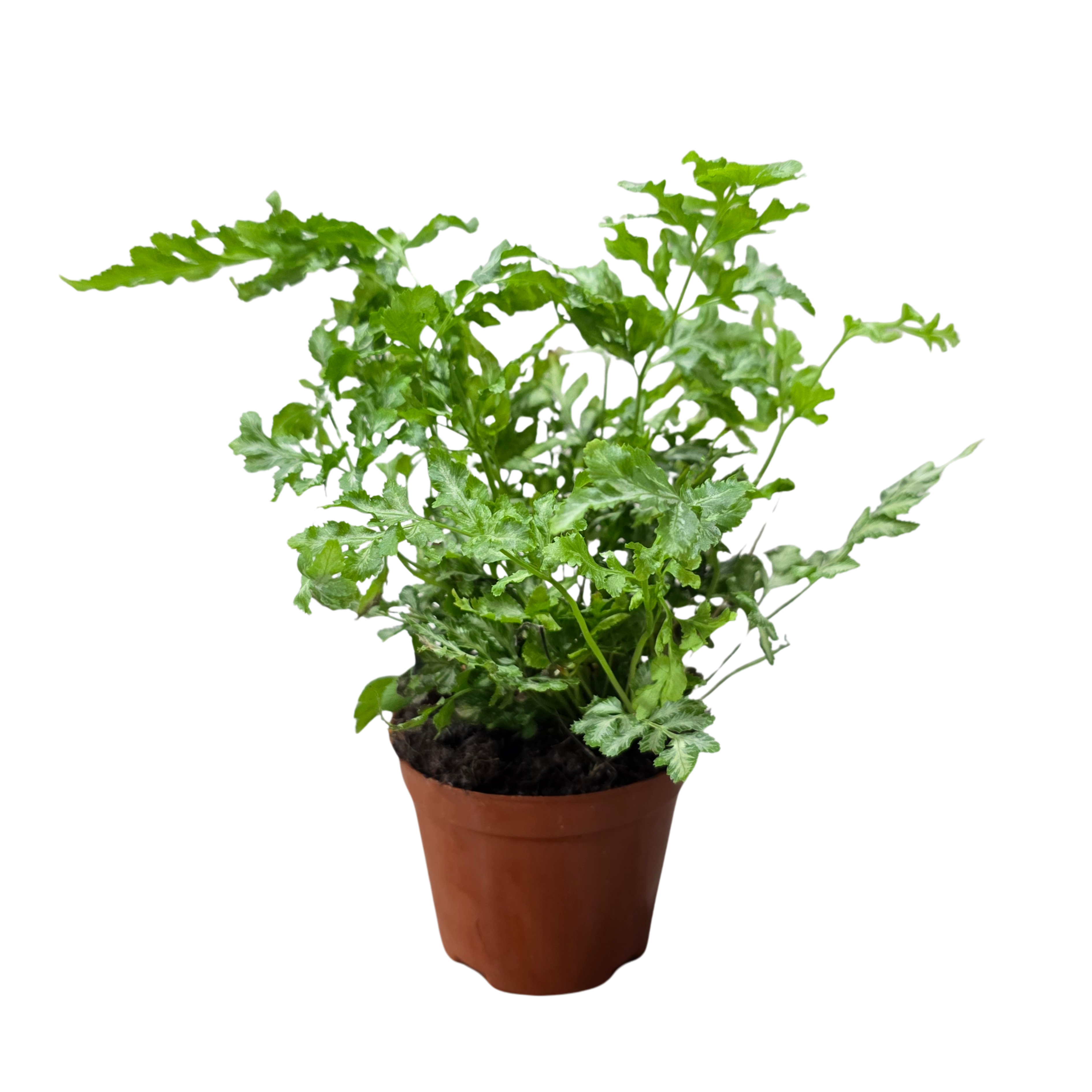 Птерис Энсиформис