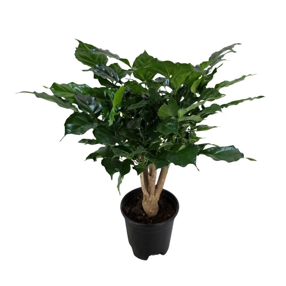 Радермахера