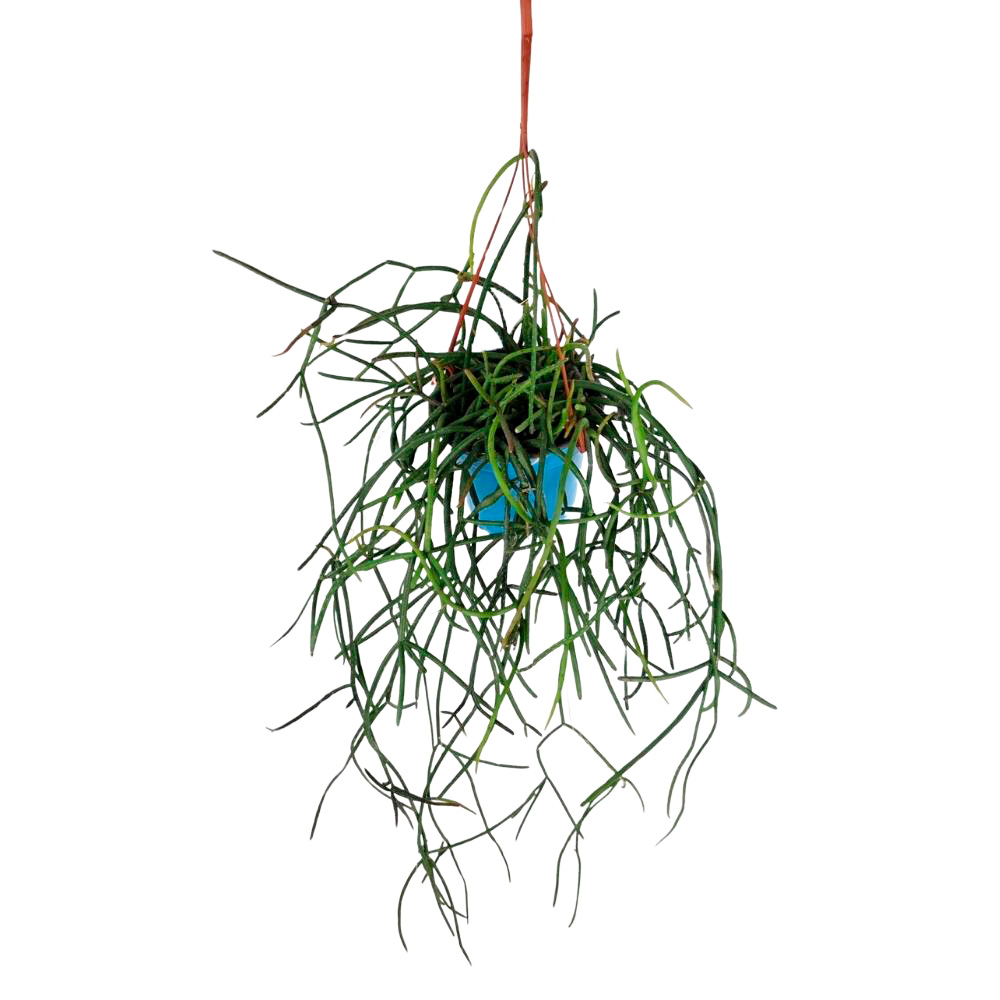 Рипсалис Бацифера