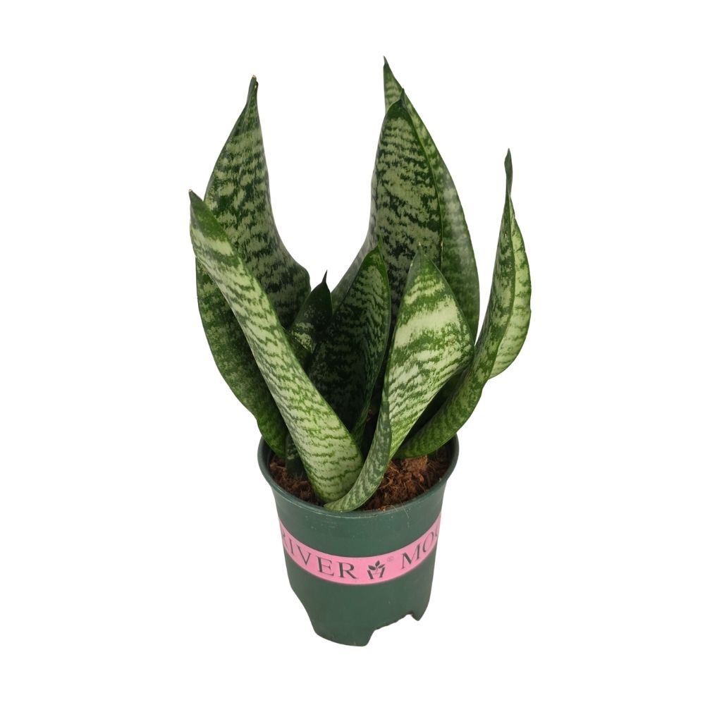 Сансевиерия Микс