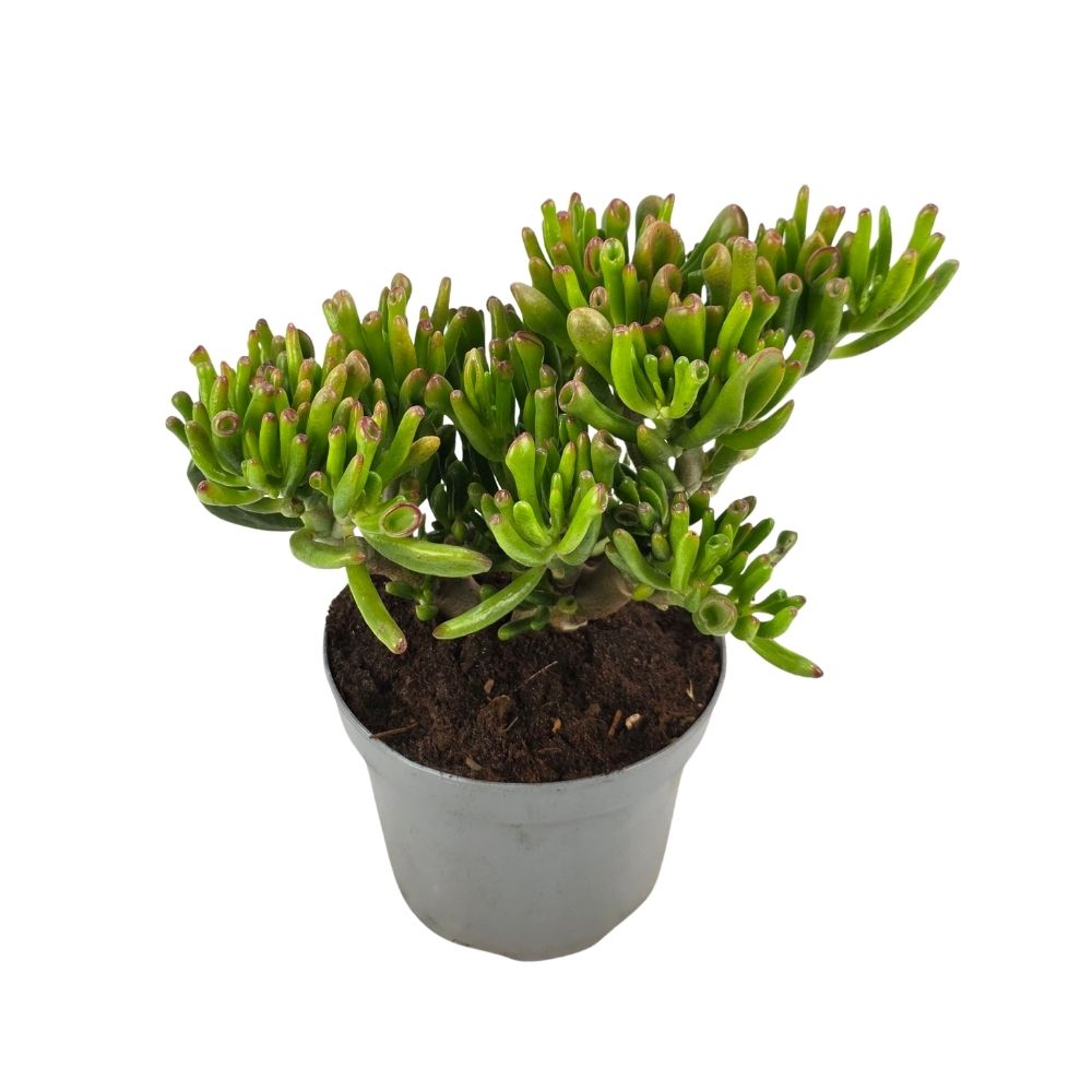 Крассула овата Голлум