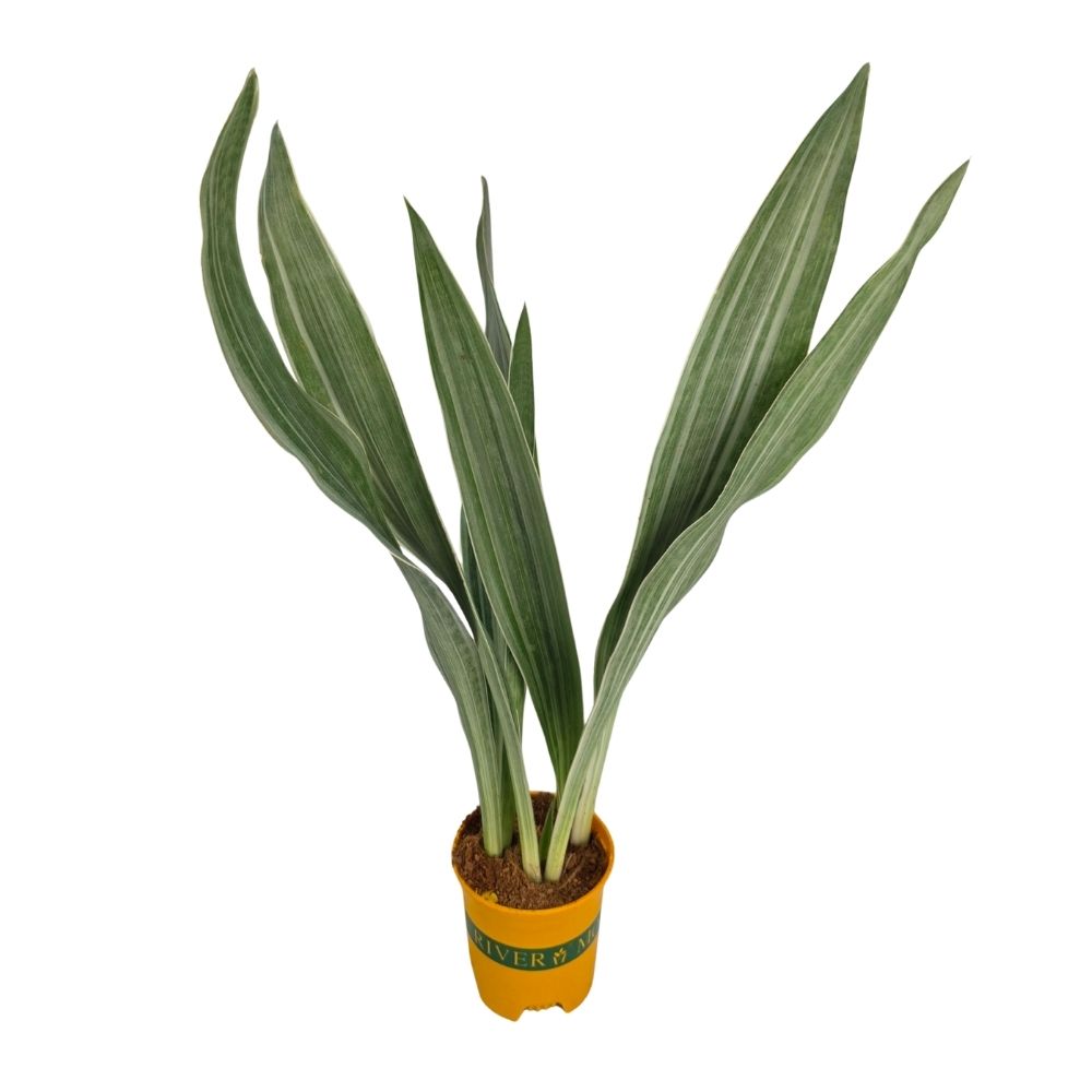 Сансевиерия Сильвер Мист