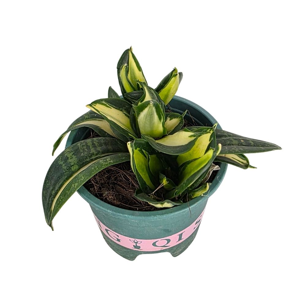 Сансевиерия Солид Голд