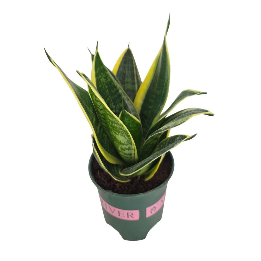 Сансевиерия Футура Суперба