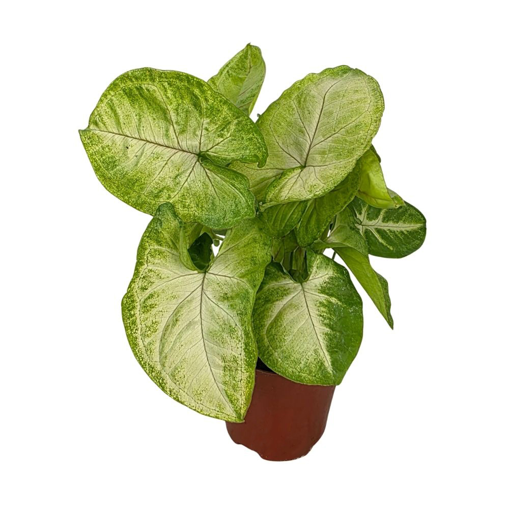 Сингониум золотой