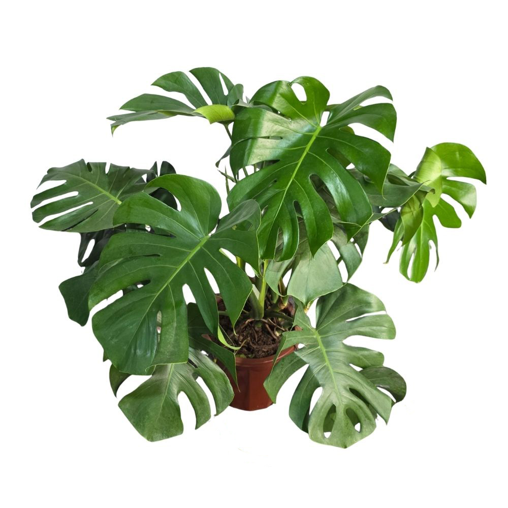 Монстера Делициоса