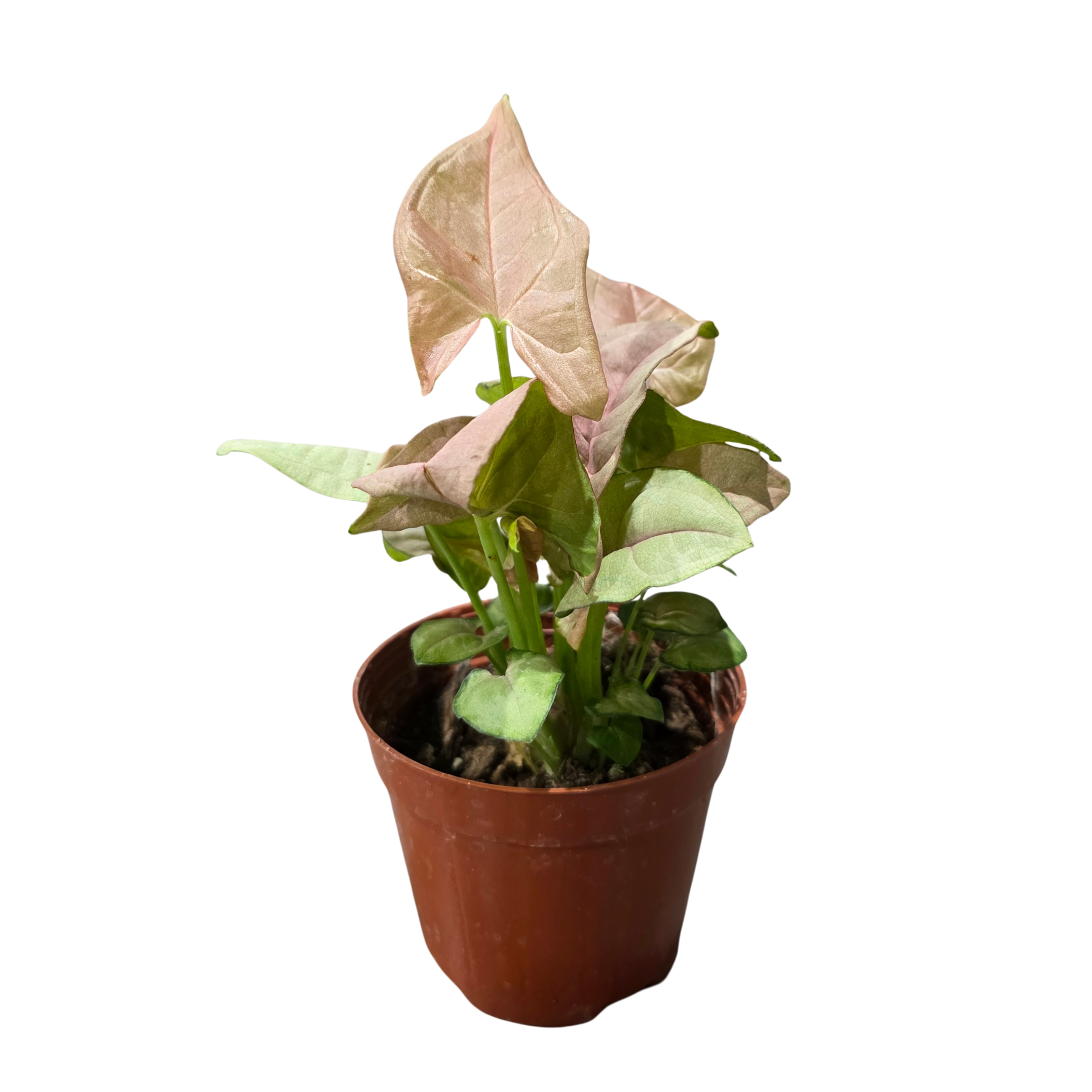 Сингониум ножколистный Пинк Бьюти