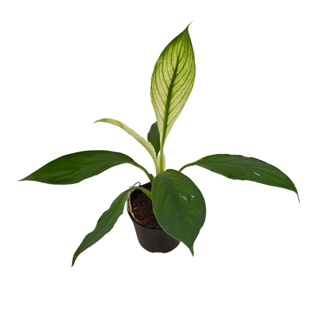 Спатифиллум вариегатный