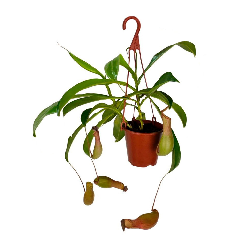 Непентес Микс