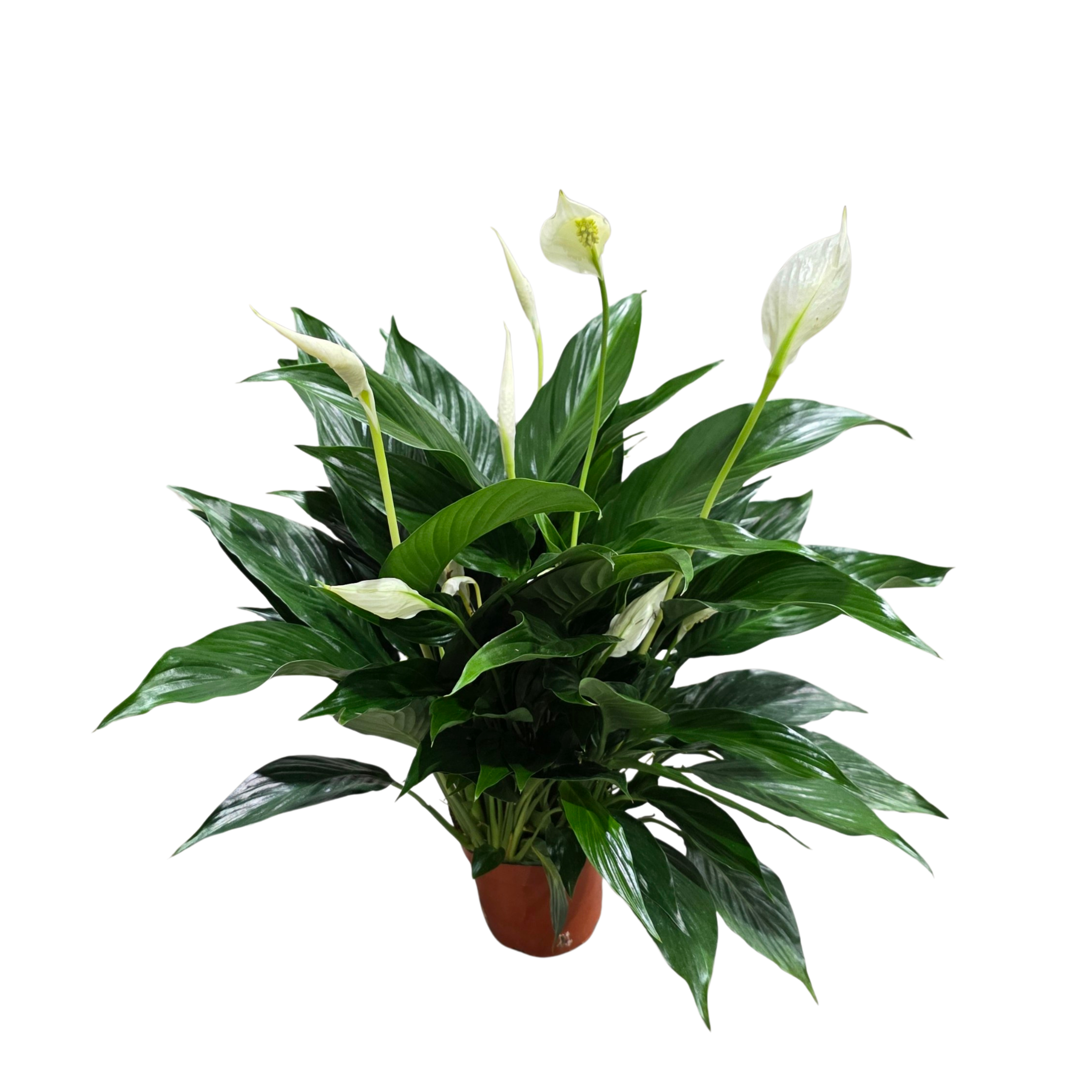 Спатифиллум Краун