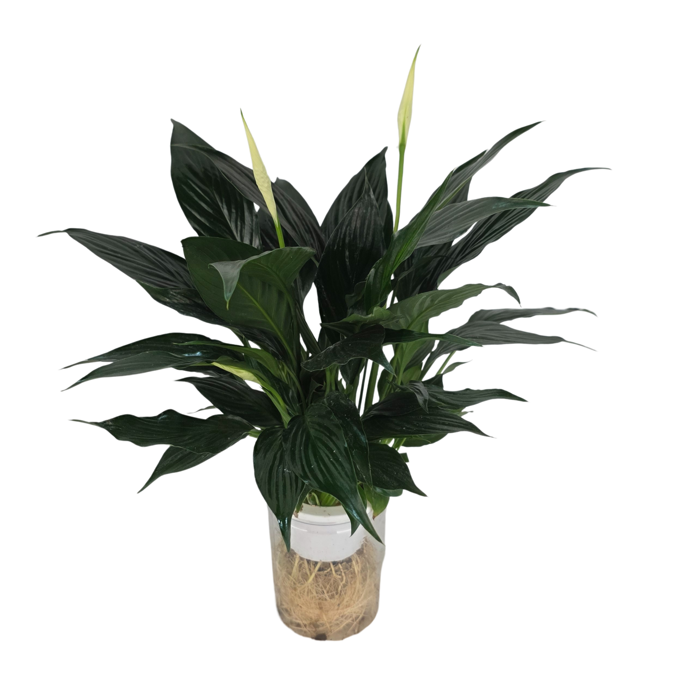 Спатифиллум Краун на гидропонике