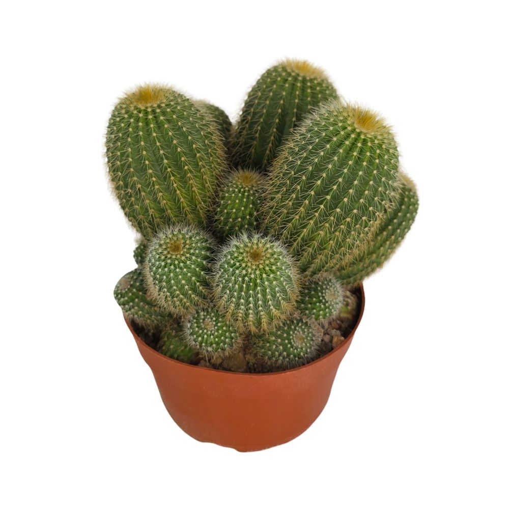 Нотокактус Микс