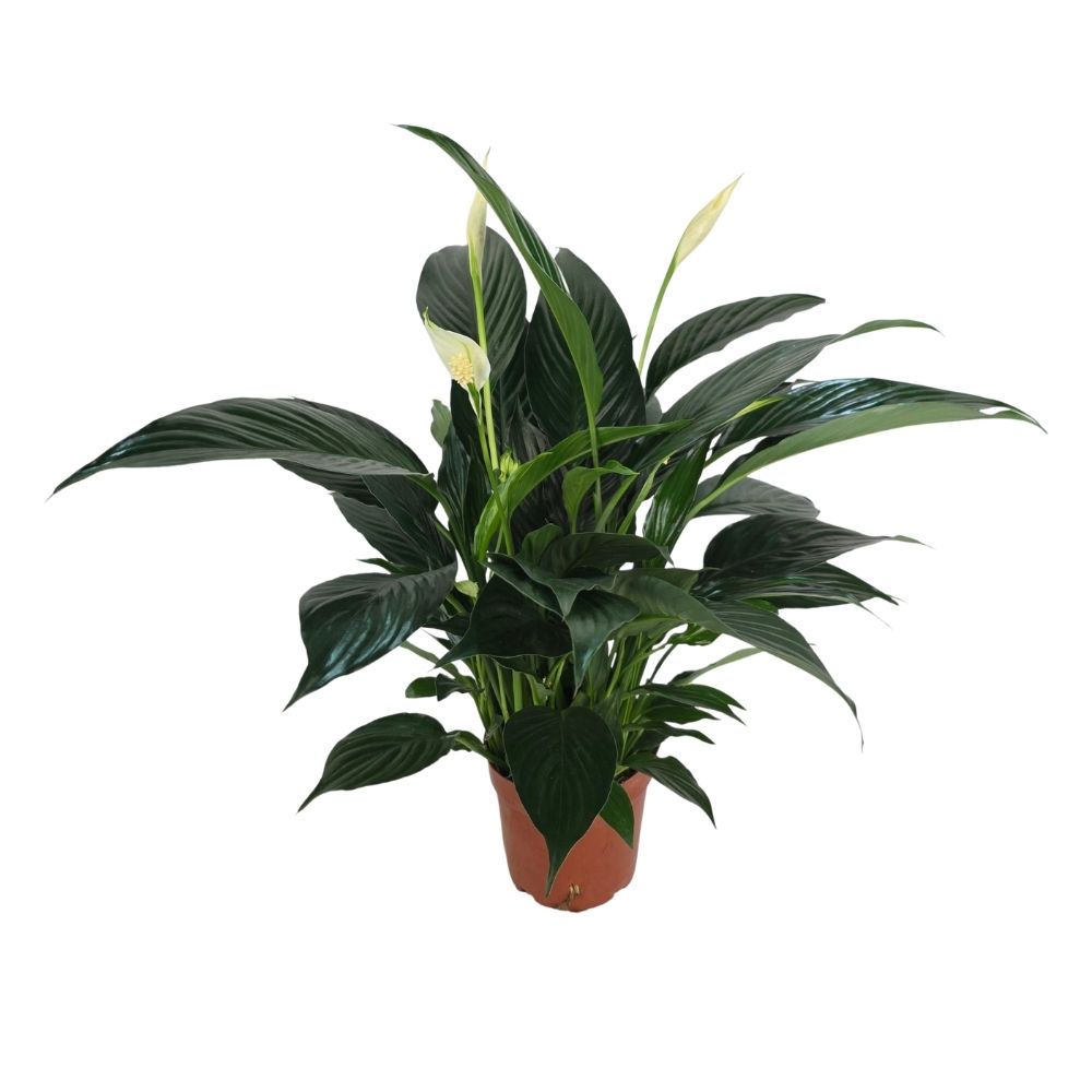 Спатифиллум Шопен