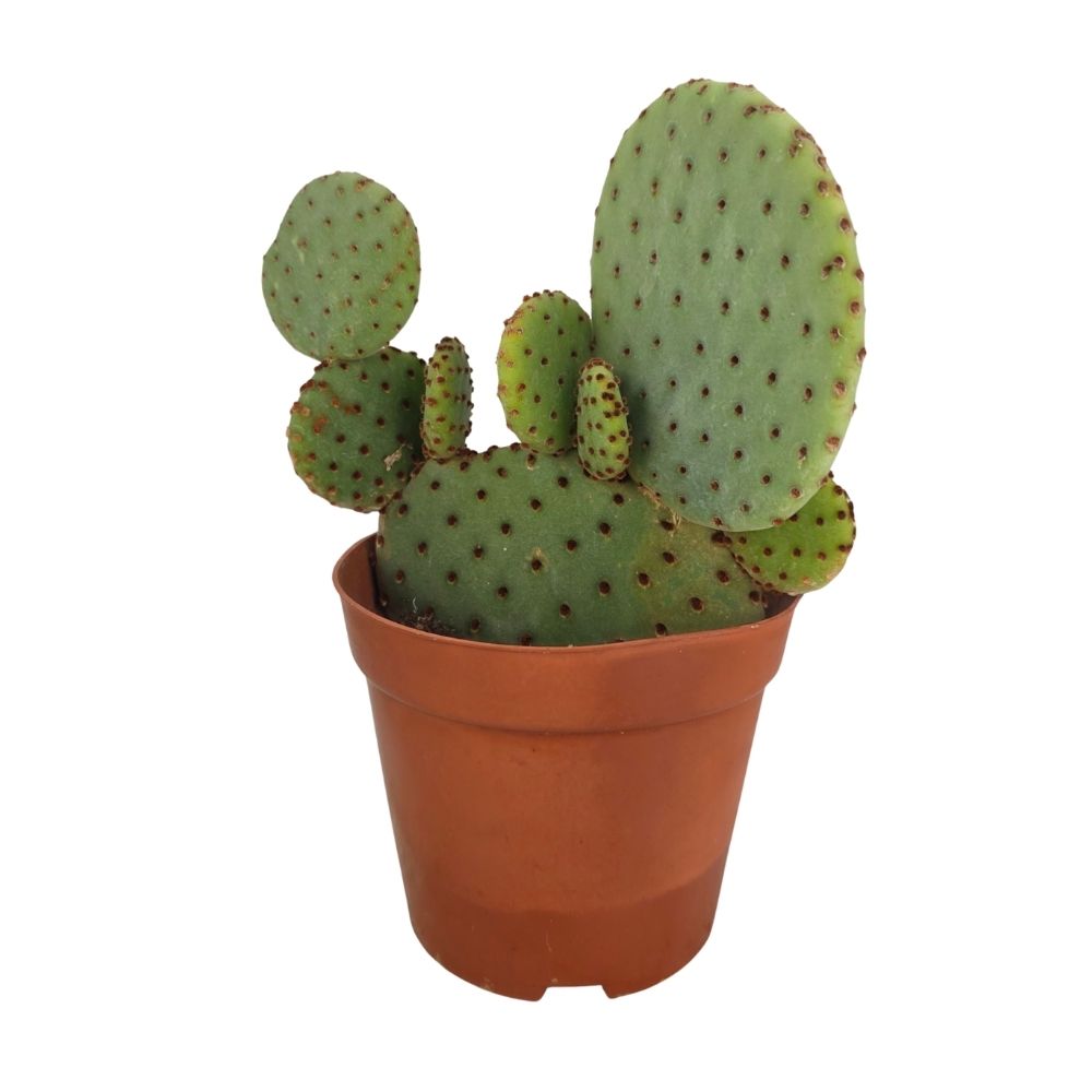 Опунция Ацикулата