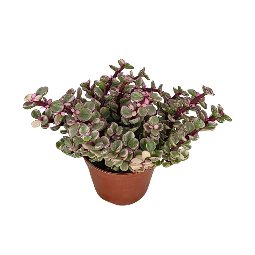 Портулакария Афра