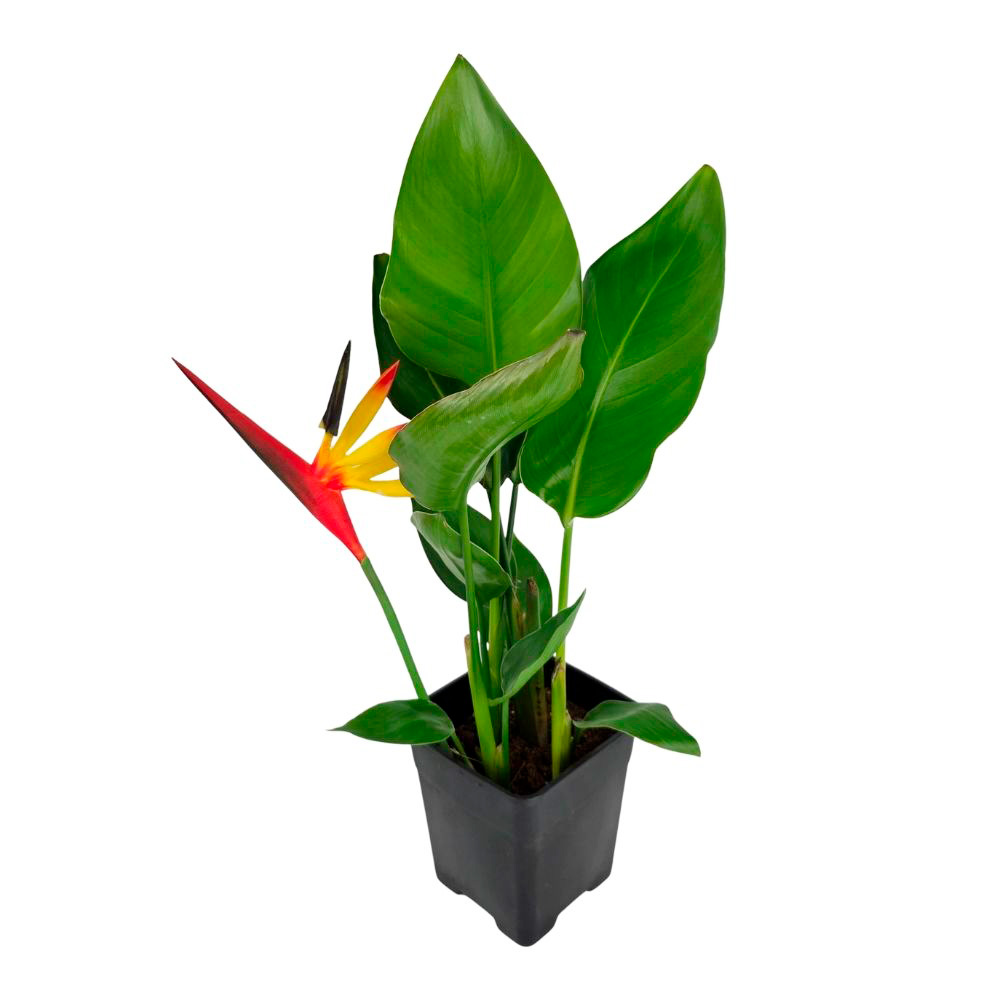 Стрелиция Регина с искуственным цветком