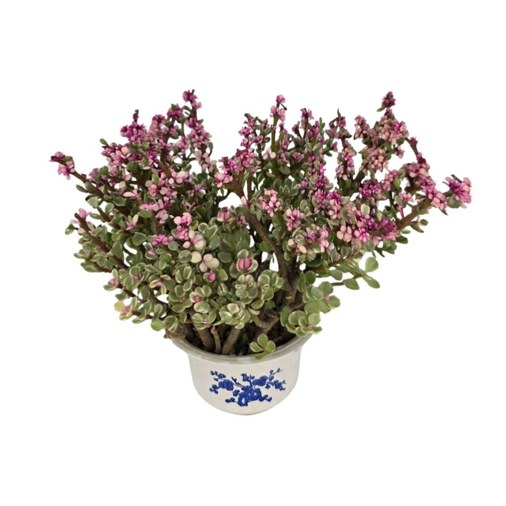 Портулакария Афра