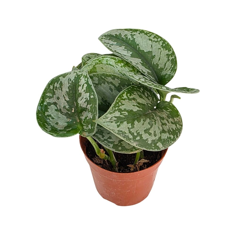 Сциндапсус Пиктус