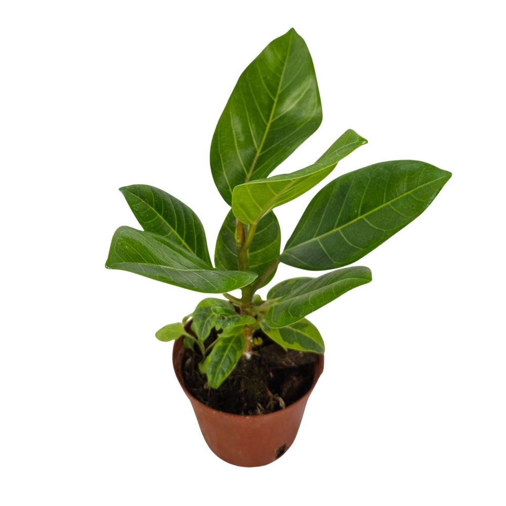 Фикус бенгаленсис Алтиссима Йеллоу Джем