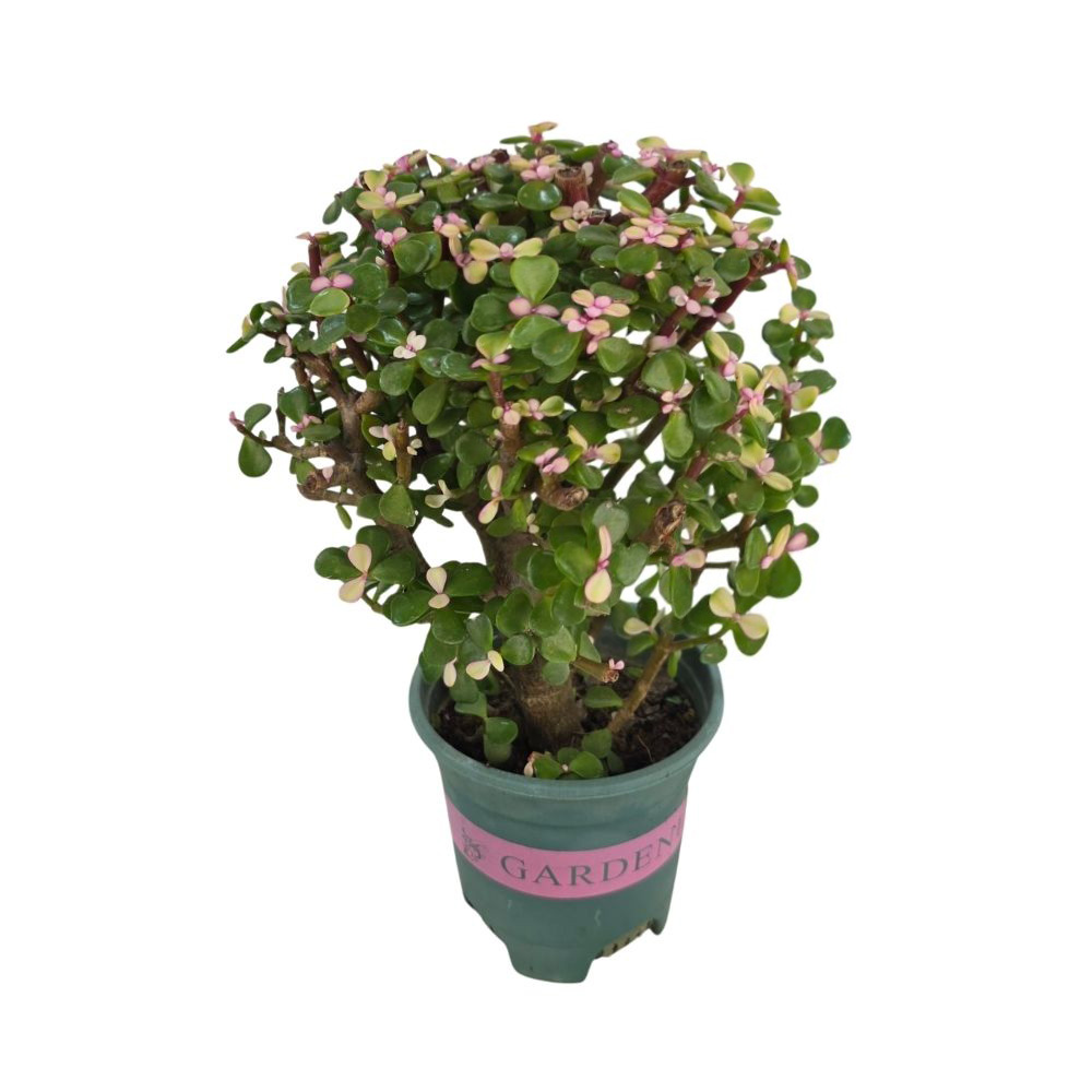 Портулакария Афра штамб