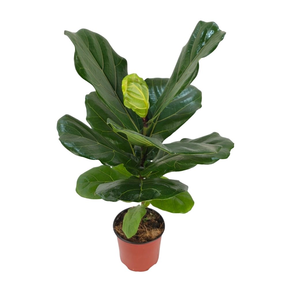 Фикус лирата