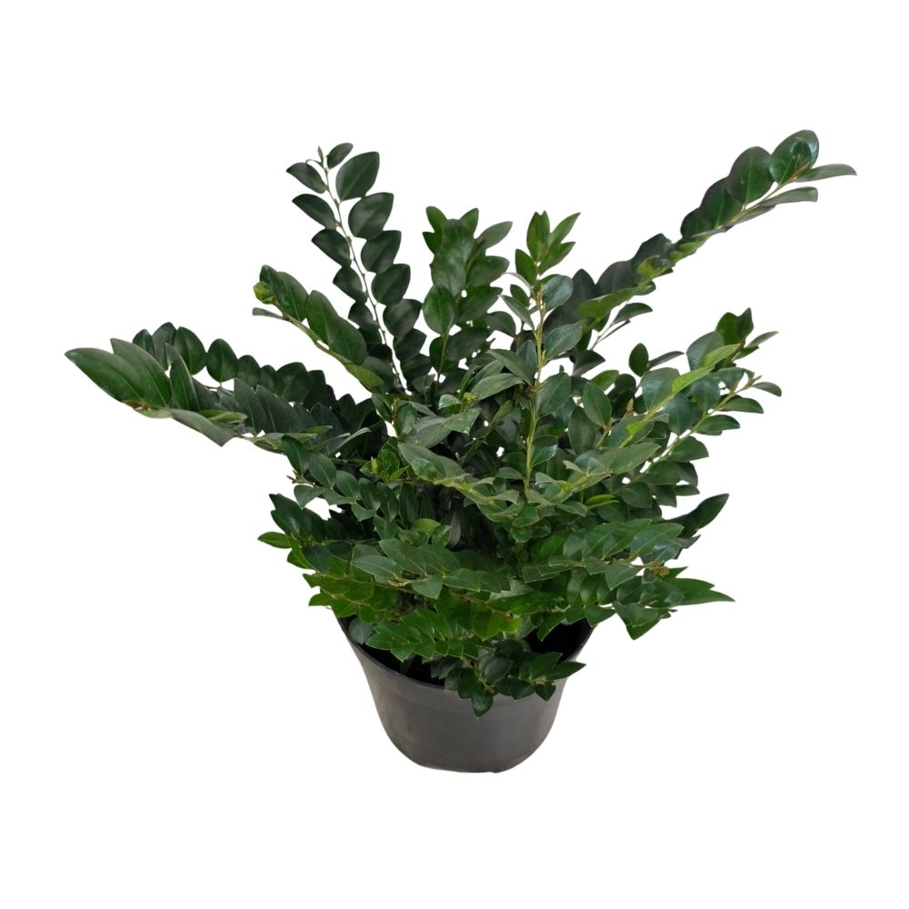 Птерокарпус