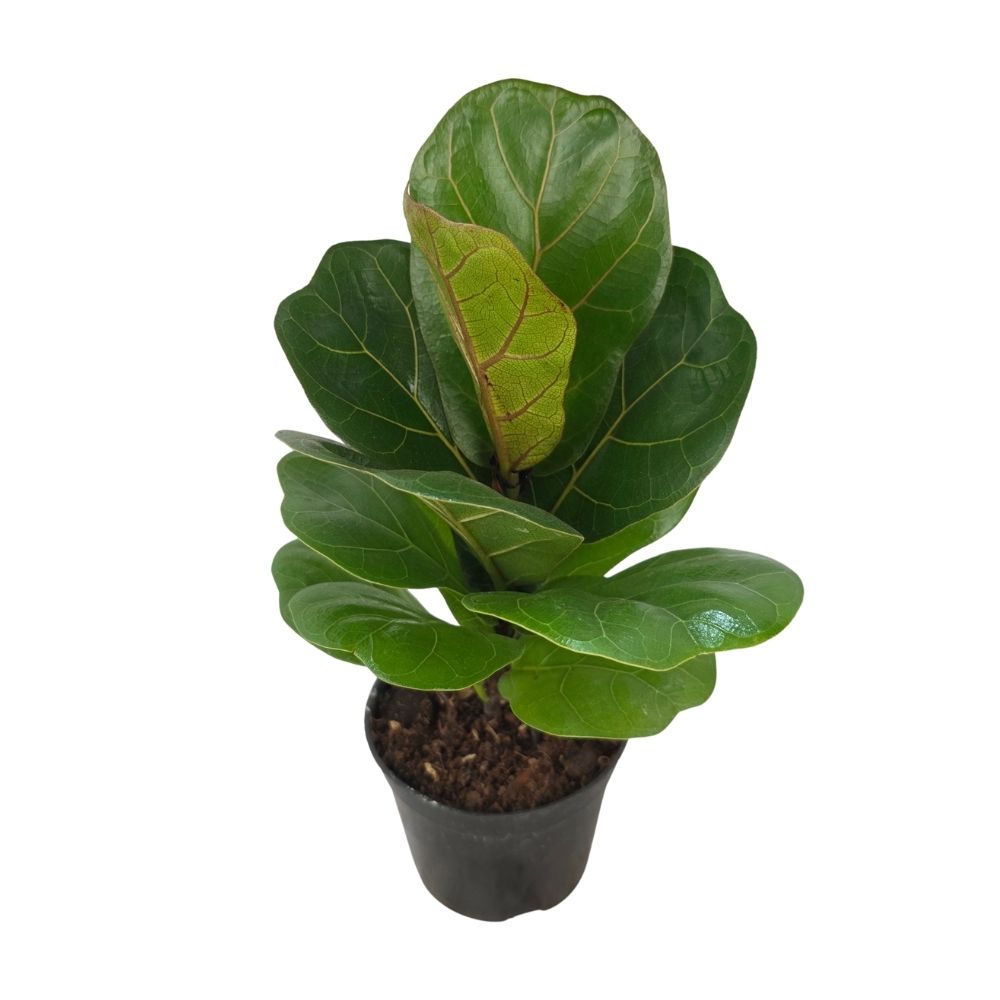 Фикус лирата Бамбино