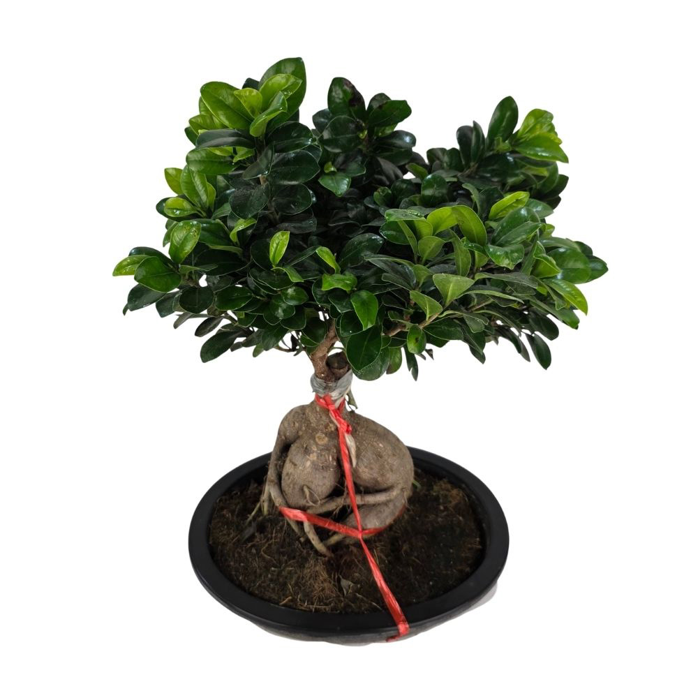 Фикус микрокарпа Гинсенг