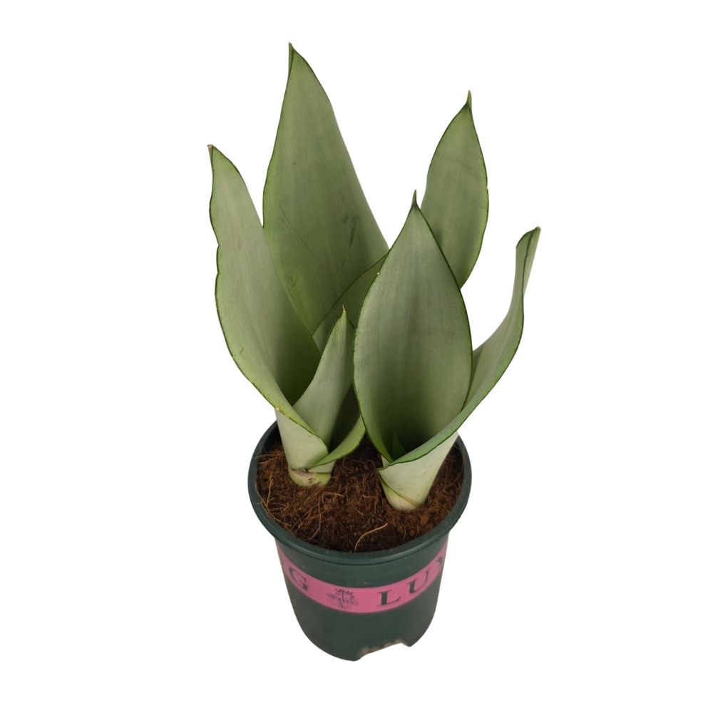 Сансевиерия Микс