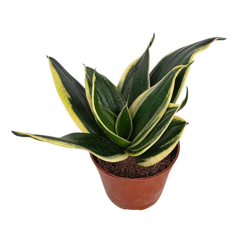 Сансевиерия Хании