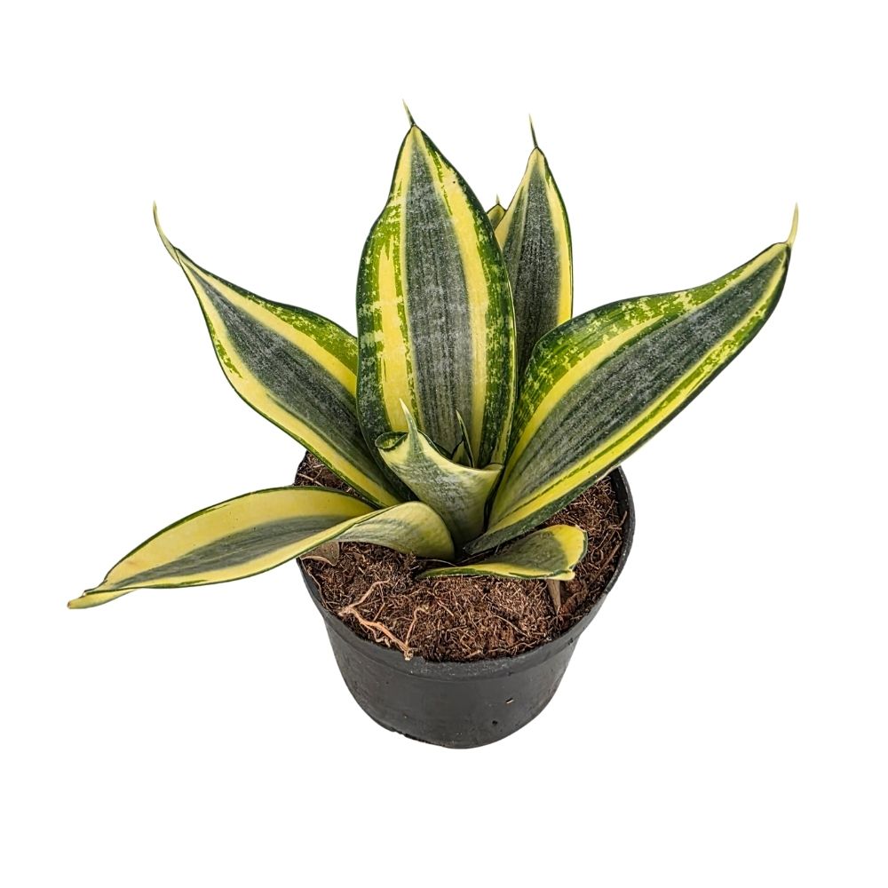 Сансевиерия Хании микс