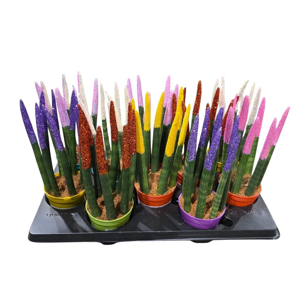 Сансевиерия цилиндрическая велвет тач микс премиум