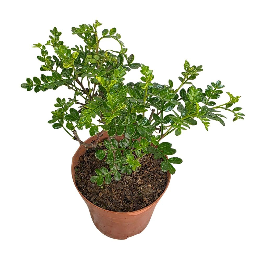 Фисташка Китайская