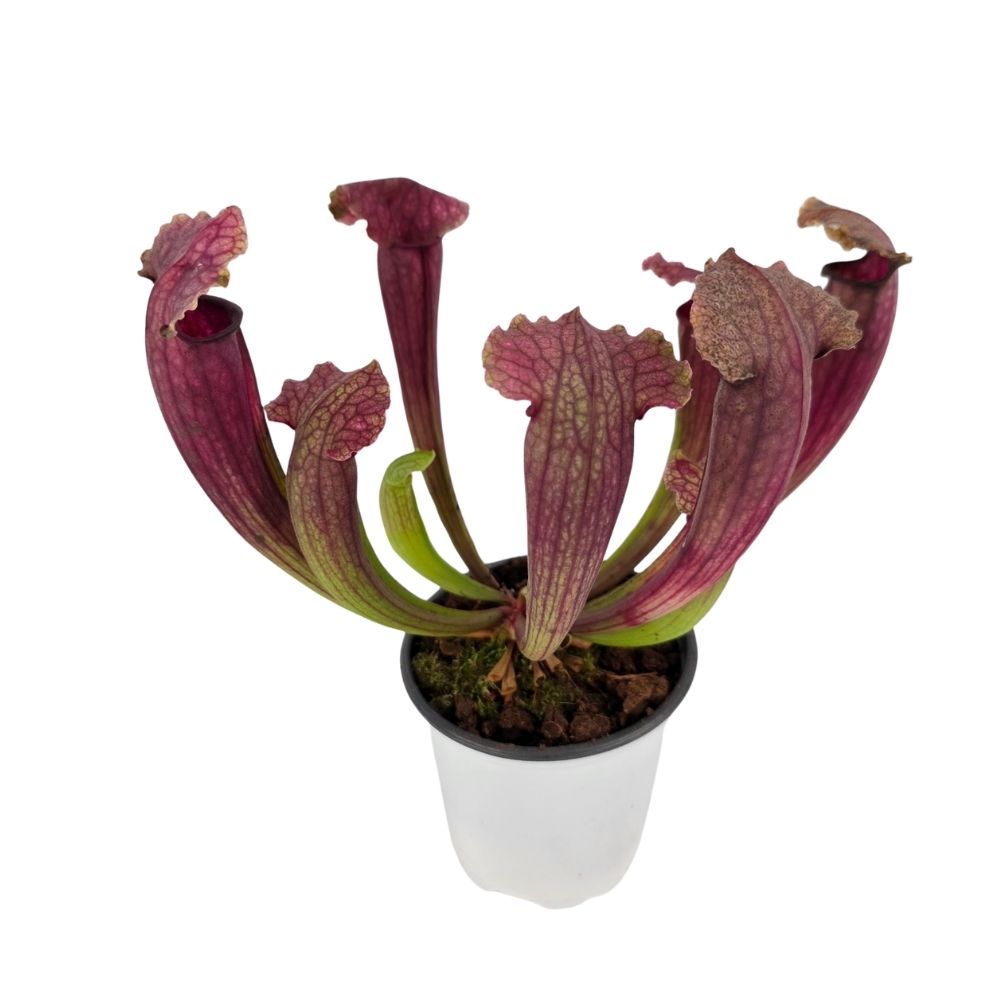 Саррацения Микс