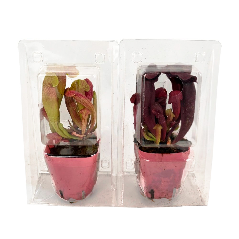 Саррацения Микс (в блистере)