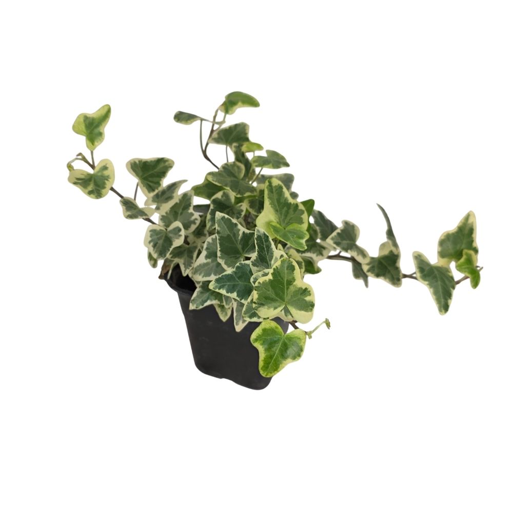 Хедера хеликс Вайт