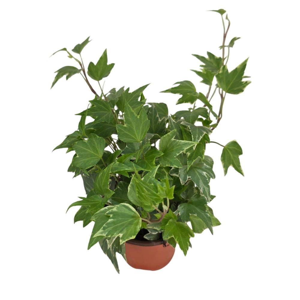 Хедера хеликс вариегата